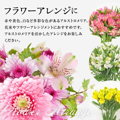 アルストロメリア イエロー系 1束 10本入り 切花 2026年4月～7月上旬頃 お届け予定