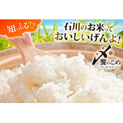 米 定期便 無洗米 石川米 こしひかり 10kg ( 5kg 2袋) 12回 [38601400]
