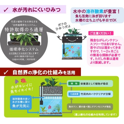 せせらぎビオトープ　25cm型基本+木枠台セット(ガジュマル+他1種)