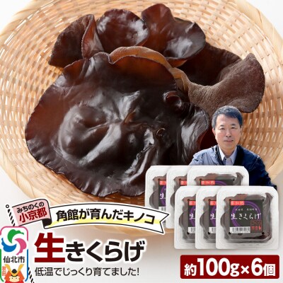 みちのくの小京都・角館が育んだ「 生きくらげ 」約100g×6個|02_sne-020601