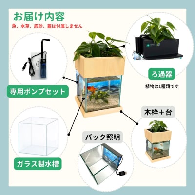 せせらぎビオトープ　25cm型照明+木枠台セット(ガジュマル+他1種)