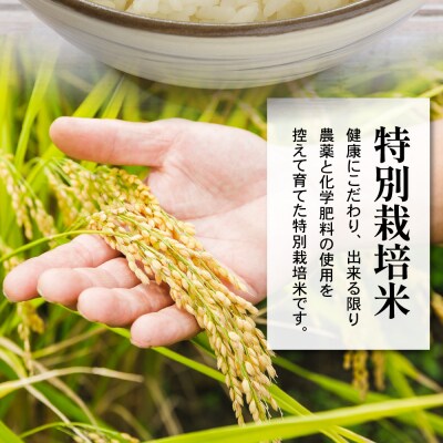 令和7年産 特別栽培米 雪若丸 2合 8袋 セット ( 1袋 300g ) 計2.4kg 