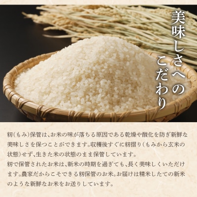 令和7年産 アグリプロ未来のゆめぴりか 5kg【a178-001】北海道 岩見沢市 北海道産 お米