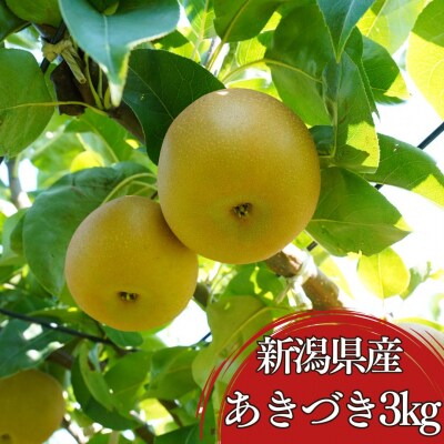 先行受付 和梨 あきづき 約3kg(5～9個) 令和8年産 [小野里果樹園] 【010S787】