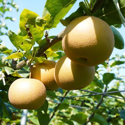 先行受付 和梨 あきづき 約3kg(5～9個) 令和8年産 [小野里果樹園] 【010S787】
