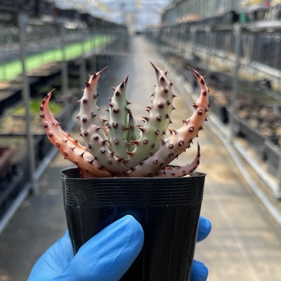 実生アロエ Aloe marlothii 3株　長与町/アグリューム