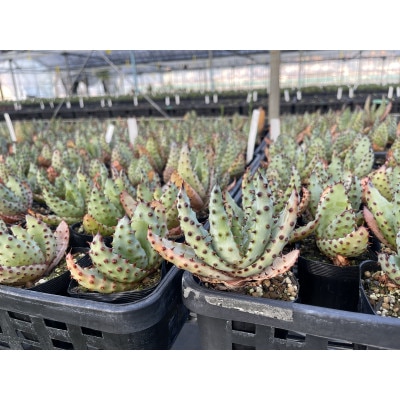 実生アロエ Aloe marlothii 3株　長与町/アグリューム