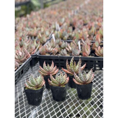 実生アロエ Aloe marlothii 3株　長与町/アグリューム