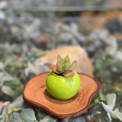 多肉植物小鉢とオリーブウッドコースター