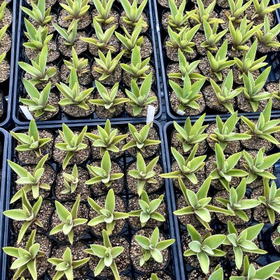 Agave desmettiana　アガベ　ベネズエラ　5株セット　【長与町】