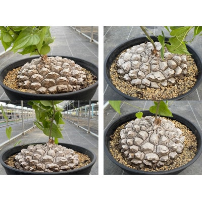 Dioscorea Mexicana メキシコ亀甲竜(個体番号MKR-5) | 長崎県長