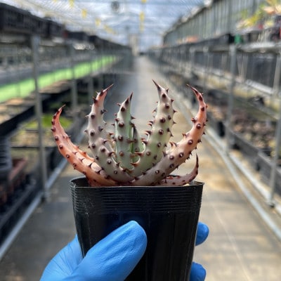 実生アロエ Aloe marlothii 5株　長与町/アグリューム