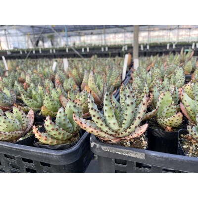実生アロエ Aloe marlothii 5株　長与町/アグリューム