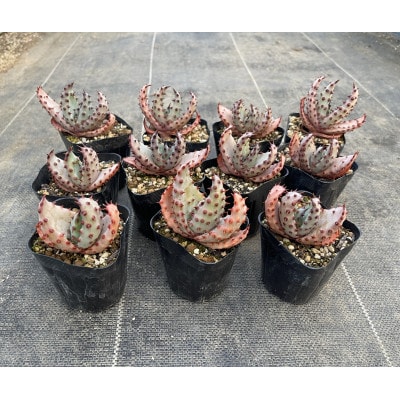 実生アロエ Aloe marlothii 5株　長与町/アグリューム