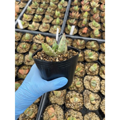 【数量限定】Aloe aculeata V crousiana(アロエ クロウジアナ)1株 長与町