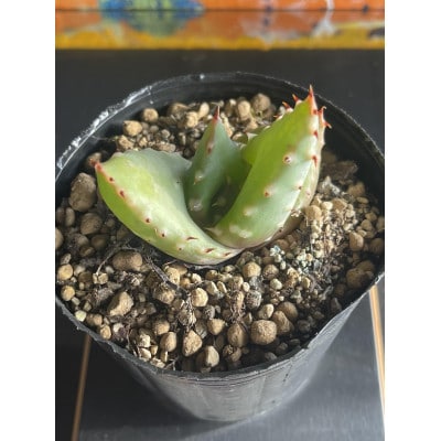 【数量限定】Aloe aculeata V crousiana(アロエ クロウジアナ)1株 長与町