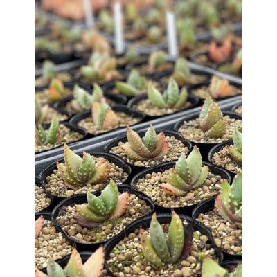 【数量限定】Aloe aculeata V crousiana(アロエ クロウジアナ)1株 長与町