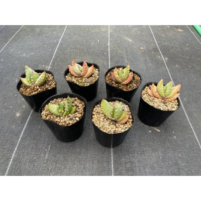 【数量限定】Aloe aculeata V crousiana(アロエ クロウジアナ)1株 長与町