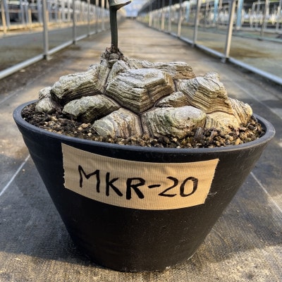 Dioscorea Mexicana メキシコ亀甲竜 (個体番号MKR-20) 長与町/アグリューム