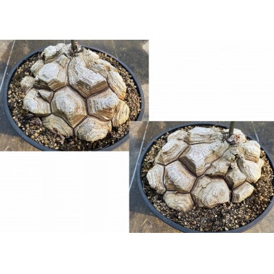 Dioscorea Mexicana メキシコ亀甲竜 (個体番号MKR-20) 長与町/アグリューム