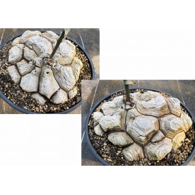 Dioscorea Mexicana メキシコ亀甲竜 (個体番号MKR-20) 長与町/アグリューム