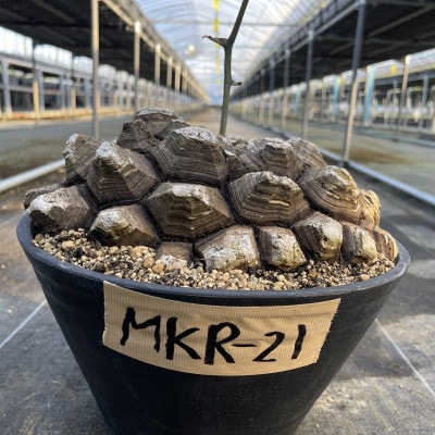 Dioscorea Mexicana メキシコ亀甲竜 (個体番号MKR-21) 長与町/アグリューム