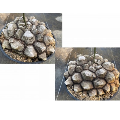 Dioscorea Mexicana メキシコ亀甲竜 (個体番号MKR-21) 長与町/アグリューム