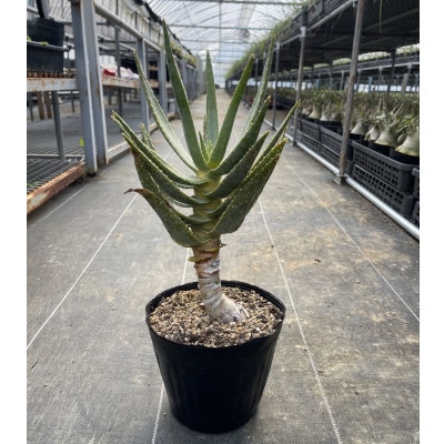 アロエ ディコトマ 1株 長与町/アグリューム Aloidendron dichotomum