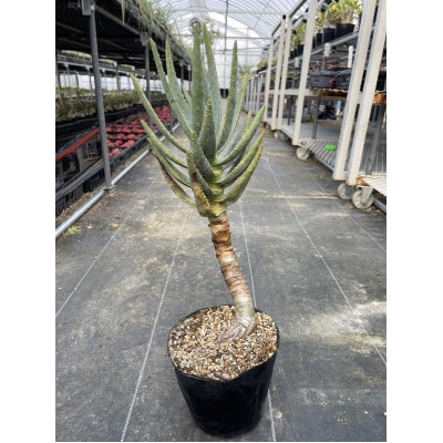 アロエ ディコトマ 1株 長与町/アグリューム Aloidendron dichotomum
