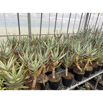 アロエ ディコトマ 1株 長与町/アグリューム Aloidendron dichotomum