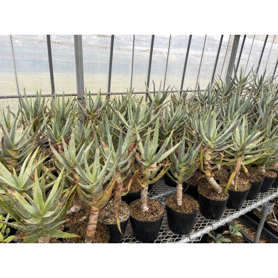 アロエ ディコトマ 1株 長与町/アグリューム Aloidendron dichotomum