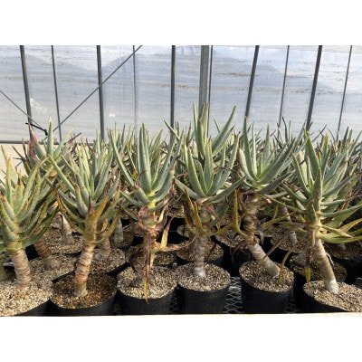 アロエ ディコトマ 1株 長与町/アグリューム Aloidendron dichotomum