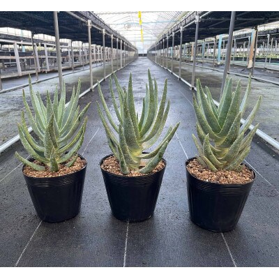 アロエ ディコトマ 3株 長与町/アグリューム　Aloidendron dichotomum