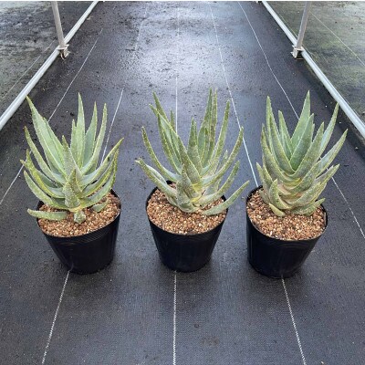 アロエ ディコトマ 3株 長与町/アグリューム　Aloidendron dichotomum