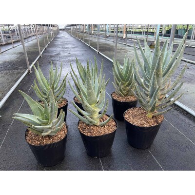 アロエ ディコトマ 3株 長与町/アグリューム　Aloidendron dichotomum