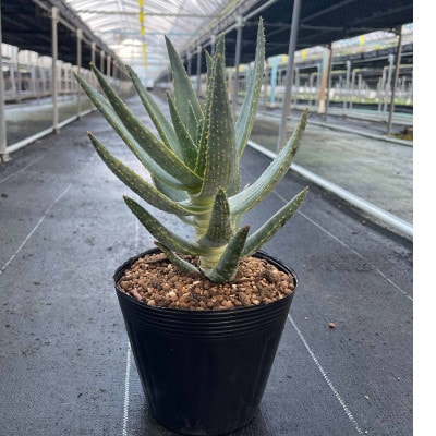 アロエ ディコトマ 3株 長与町/アグリューム　Aloidendron dichotomum