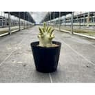 Adenium arabicum アデニウム アラビカム 1株 長与町/アグリューム