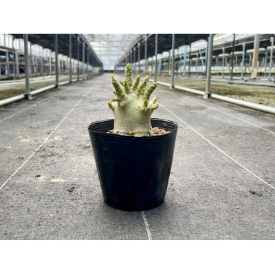 Adenium arabicum アデニウム アラビカム 1株 長与町/アグリューム
