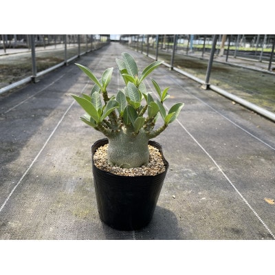 Adenium arabicum アデニウム アラビカム 1株 長与町/アグリューム