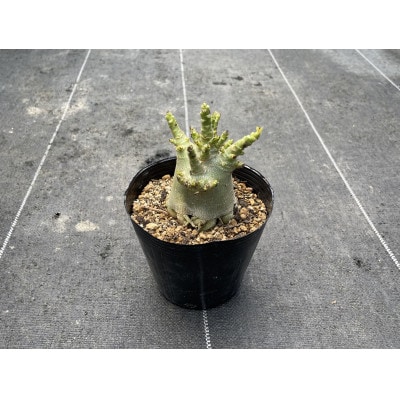 Adenium arabicum アデニウム アラビカム 1株 長与町/アグリューム