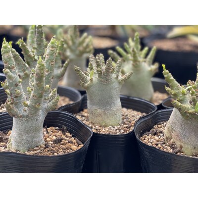 Adenium arabicum アデニウム アラビカム 1株 長与町/アグリューム