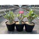 Adenium arabicum アデニウム アラビカム 3株 長与町/アグリューム