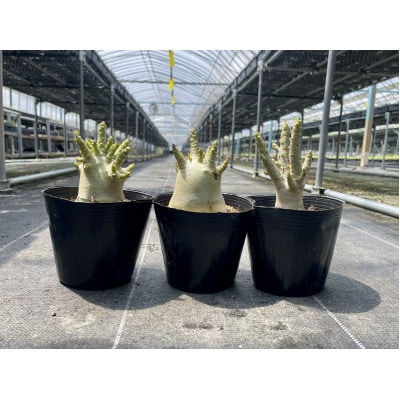 Adenium arabicum アデニウム アラビカム 3株 長与町/アグリューム