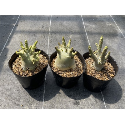 Adenium arabicum アデニウム アラビカム 3株 長与町/アグリューム