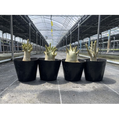 Adenium arabicum アデニウム アラビカム 4株 長与町/アグリューム