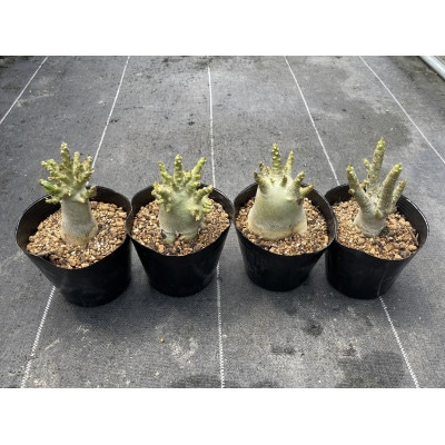 Adenium arabicum アデニウム アラビカム 4株 長与町/アグリューム