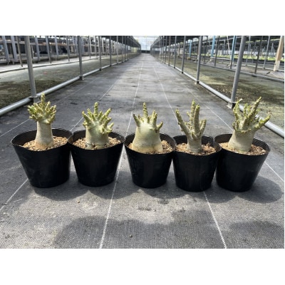 Adenium arabicum アデニウム アラビカム 5株 長与町/アグリューム