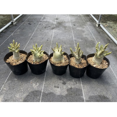 Adenium arabicum アデニウム アラビカム 5株 長与町/アグリューム