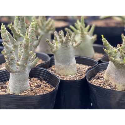 Adenium arabicum アデニウム アラビカム 5株 長与町/アグリューム