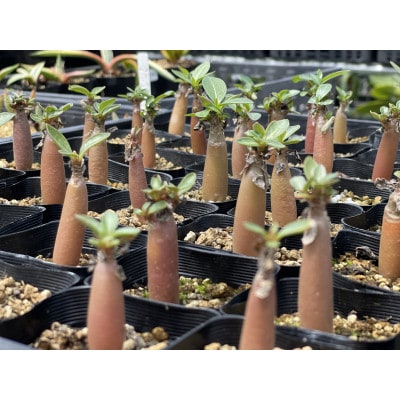 Adenium arabicum アデニウム アラビカム 5株 長与町/アグリューム